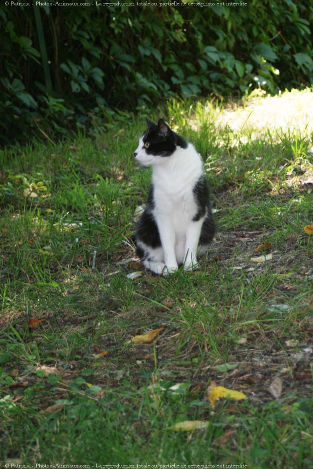 Photo de Chat domestique