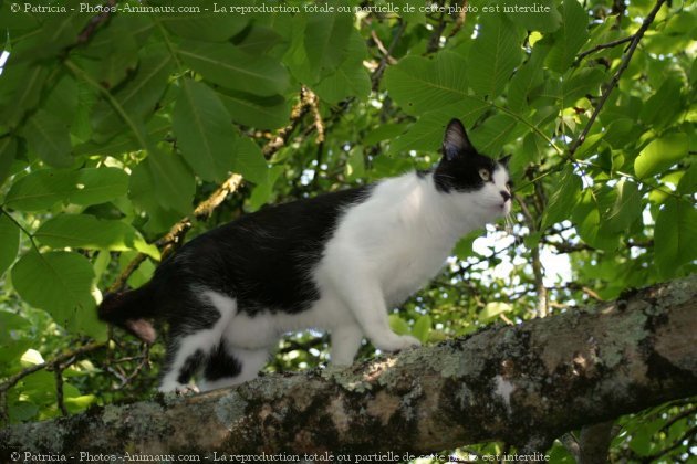 Photo de Chat domestique