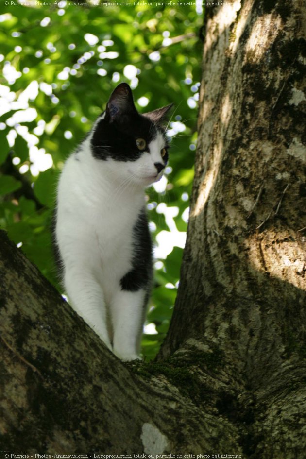 Photo de Chat domestique