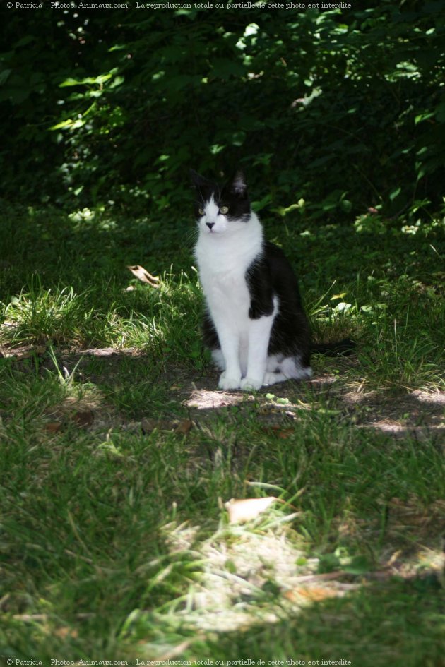 Photo de Chat domestique