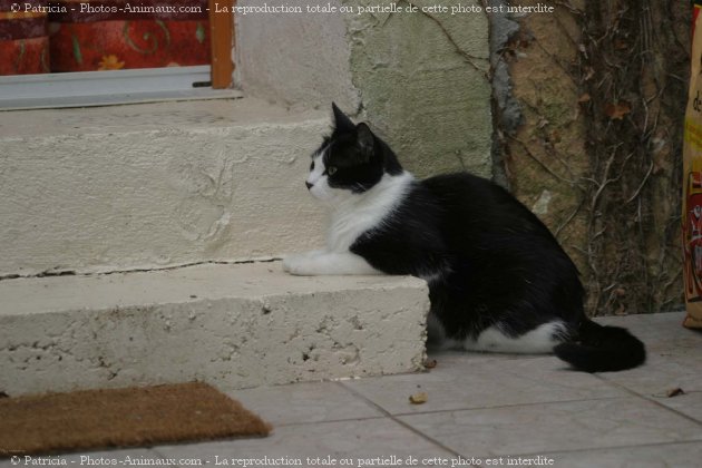 Photo de Chat domestique