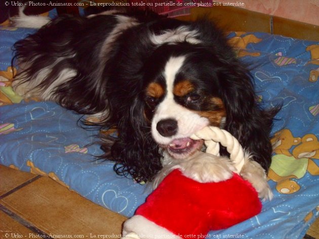 Photo de Cavalier king charles spaniel