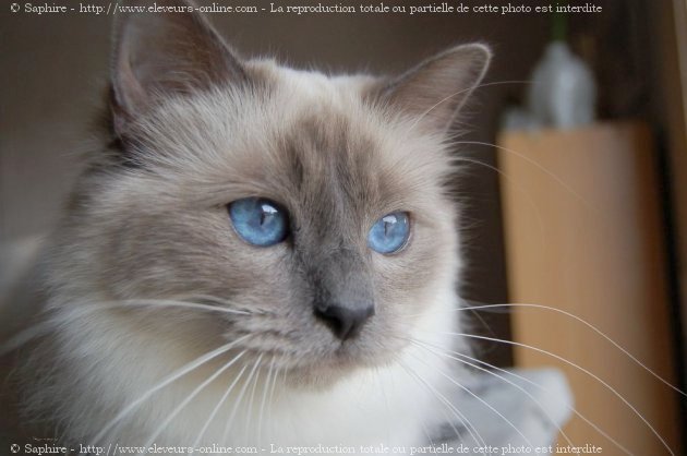 Photo de Sacr de birmanie