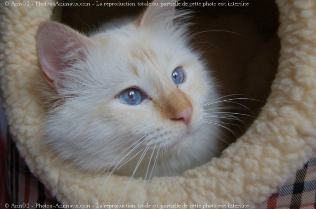 Photo de Sacr de birmanie