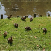 Photo de Canard