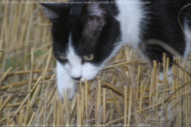 Photo de Chat domestique