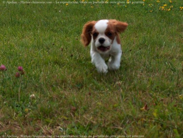 Photo de Cavalier king charles spaniel