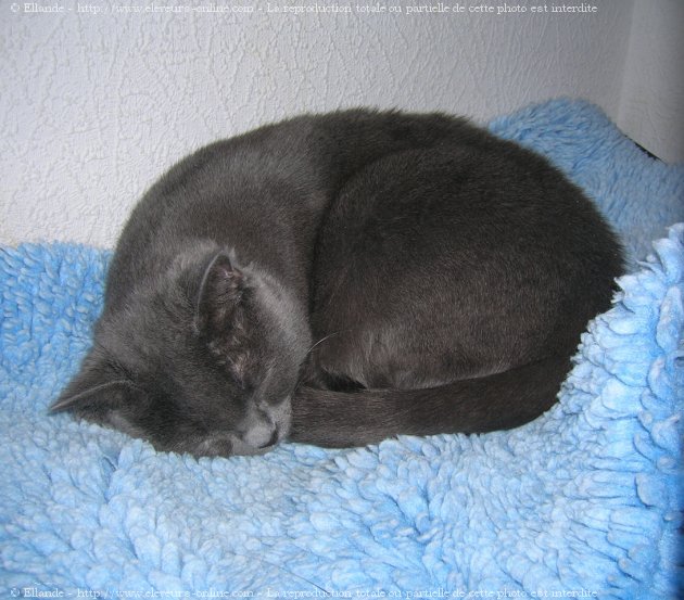 Photo de Chartreux