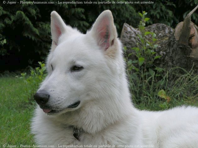 Photo de Berger blanc suisse