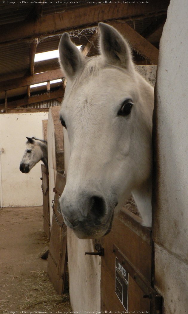 Photo de Poney franais de selle