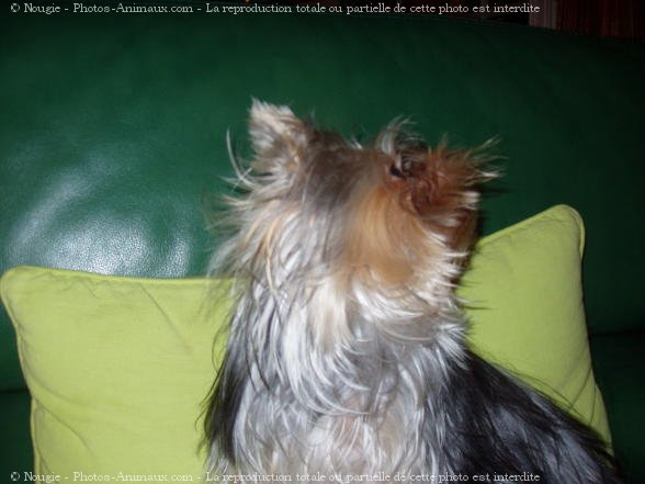 Photo de Yorkshire terrier