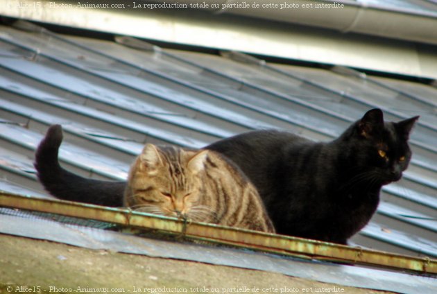 Photo de Chat domestique