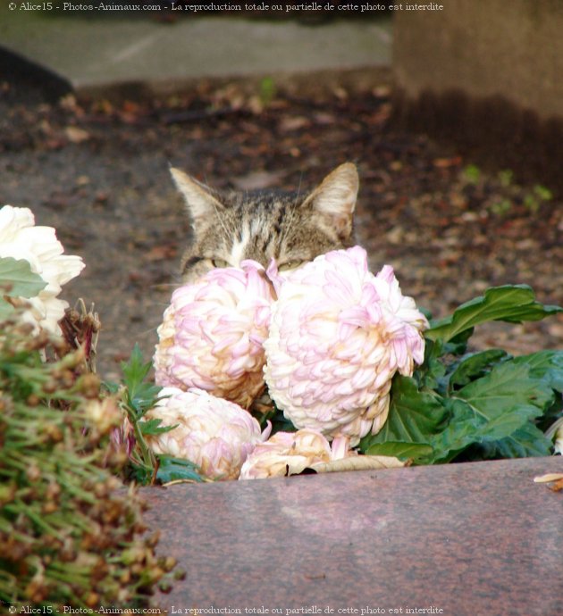 Photo de Chat domestique