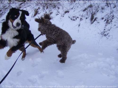 Photo de Races diffrentes