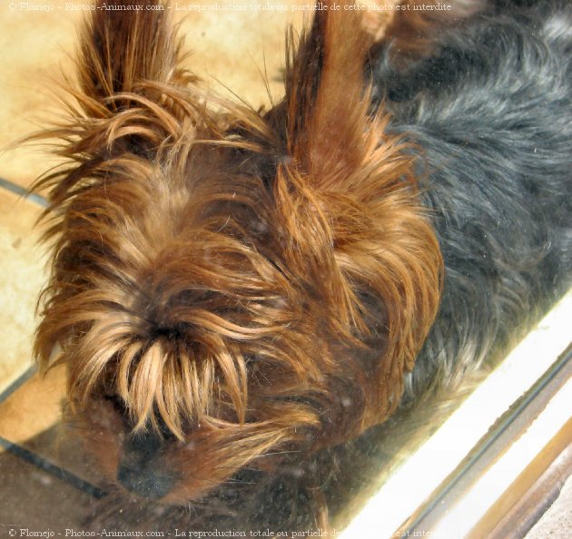 Photo de Yorkshire terrier