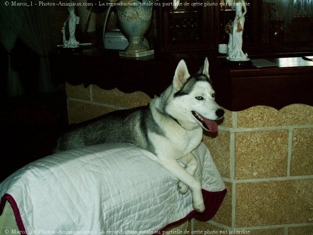 Photo de Husky siberien