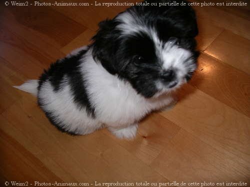 Photo de Shih tzu