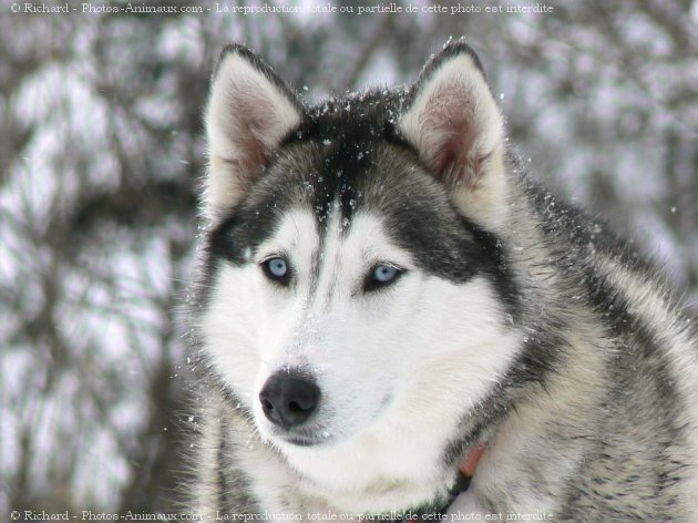 Photo de Husky siberien