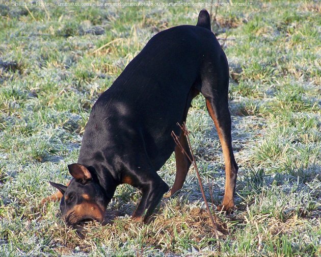 Photo de Dobermann