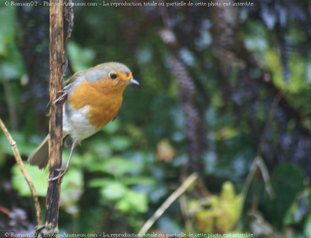 Photo de Rouge gorge