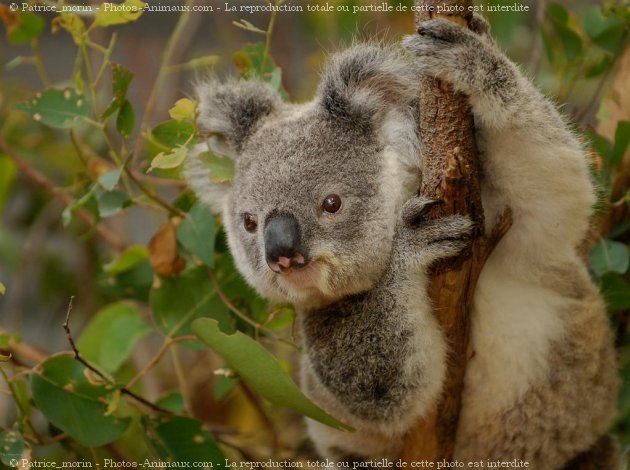 Photo de Koala