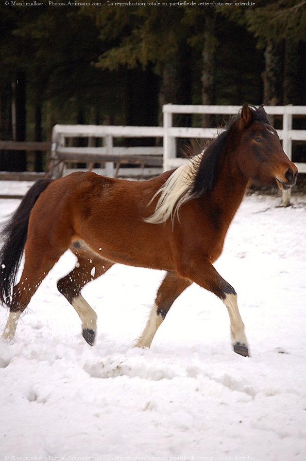 Photo de Paint horse