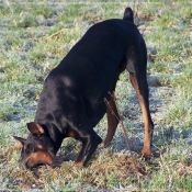 Photo de Dobermann