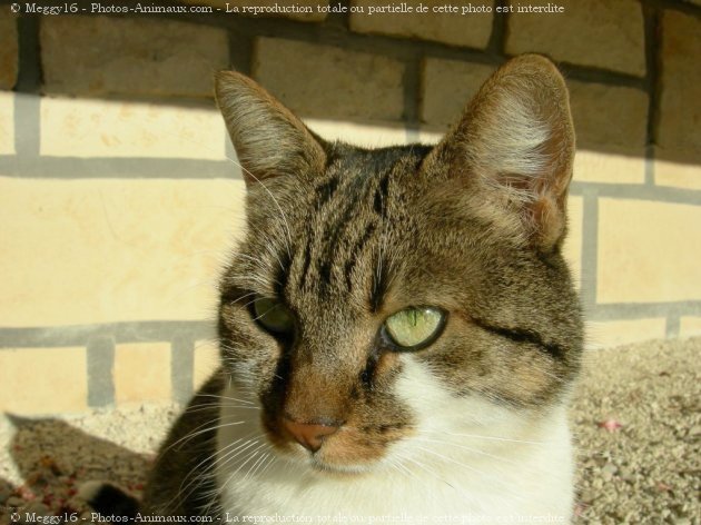 Photo de Chat domestique