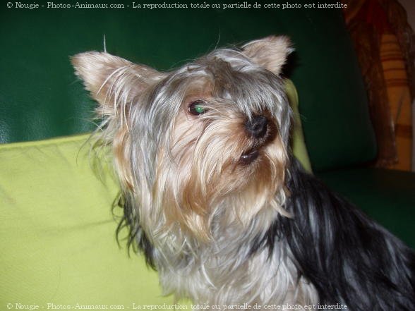 Photo de Yorkshire terrier