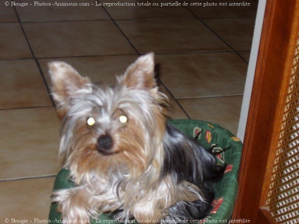 Photo de Yorkshire terrier