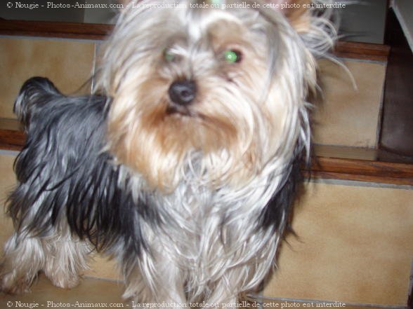 Photo de Yorkshire terrier