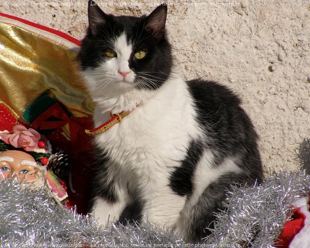 Photo de Chat domestique