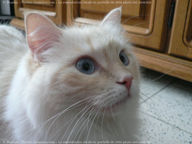 Photo de Ragdoll