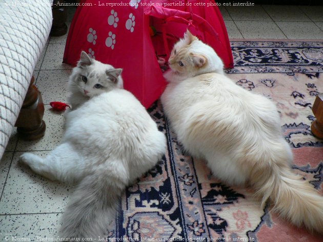 Photo de Ragdoll