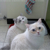 Photo de Ragdoll