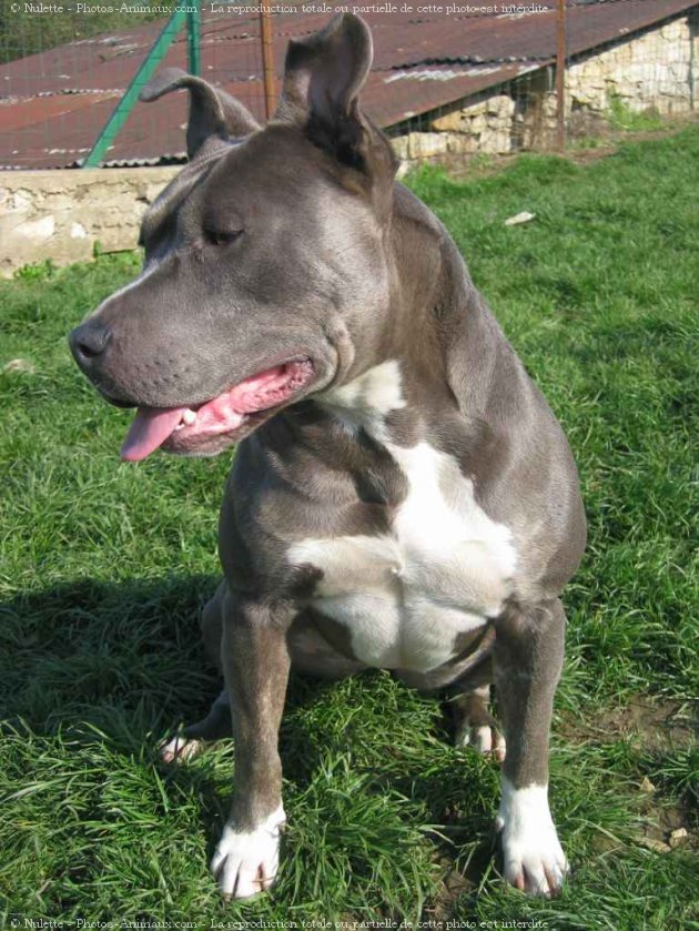 Photo d'American staffordshire terrier