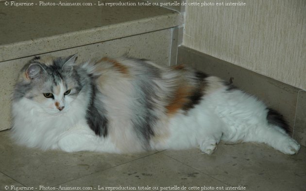 Photo de Chat domestique