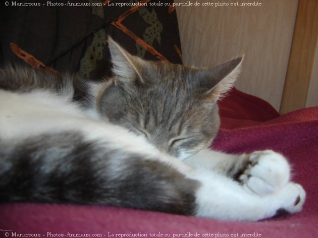 Photo de Chat domestique