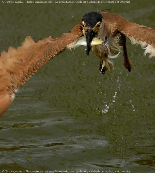 Photo de Races diffrentes