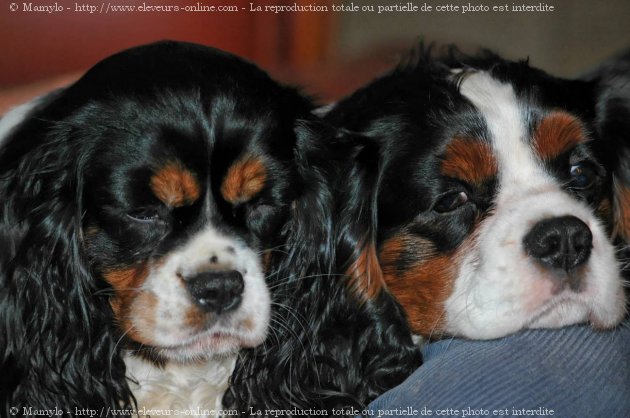 Photo de Cavalier king charles spaniel