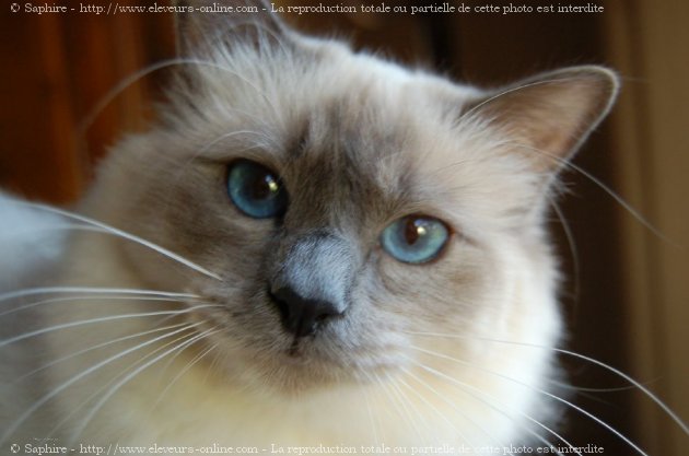 Photo de Sacr de birmanie