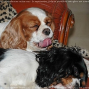 Photo de Cavalier king charles spaniel