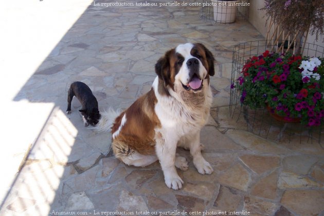 Photo de Saint-bernard poil long