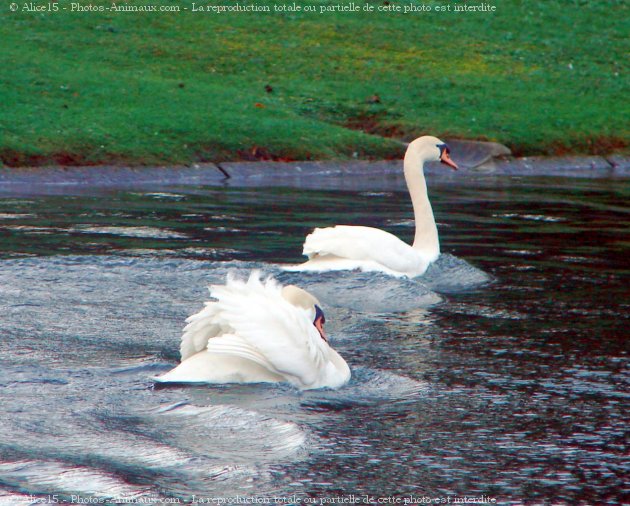 Photo de Cygne