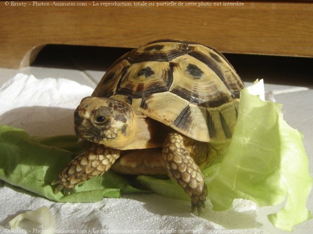 Photo de Tortue