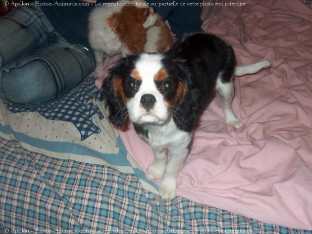 Photo de Cavalier king charles spaniel