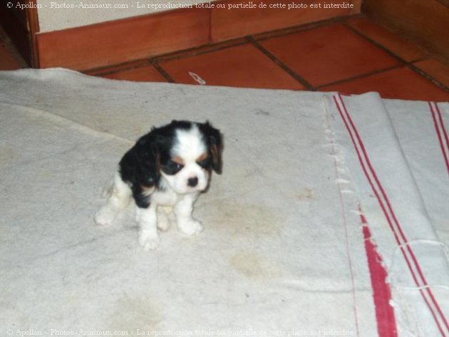 Photo de Cavalier king charles spaniel