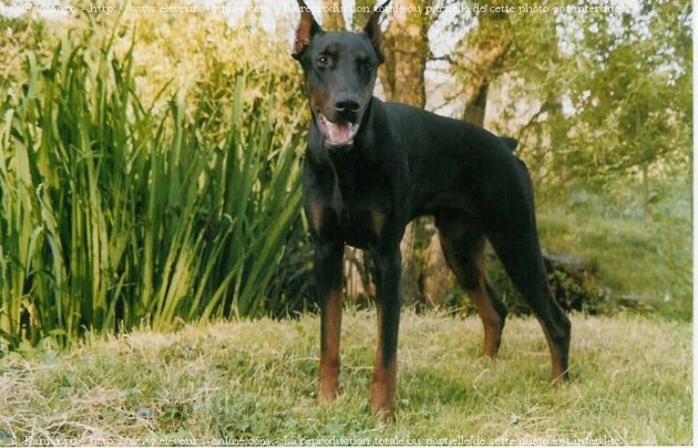 Photo de Dobermann