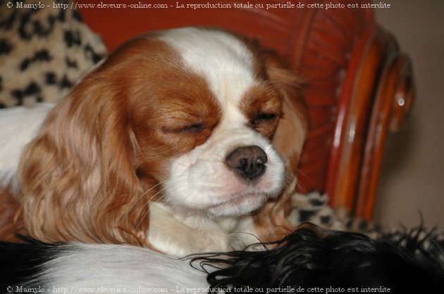 Photo de Cavalier king charles spaniel