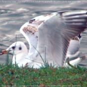 Photo de Mouette